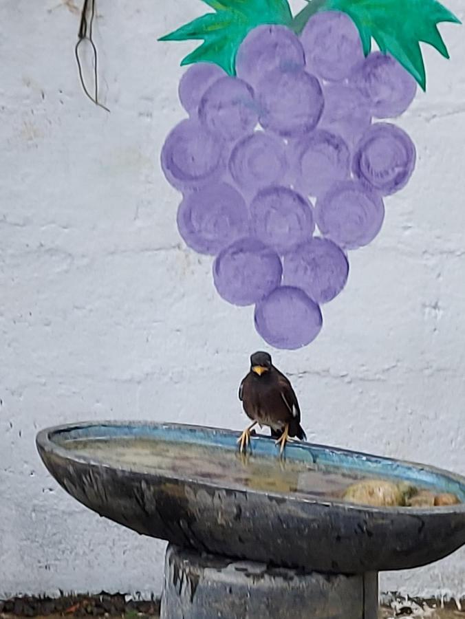 מיריסה Wine Tree Garden Guesthouse מראה חיצוני תמונה